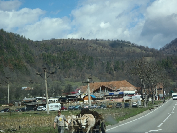 Ochsenkarren auf der Hauptstrasse rumaenien 2013