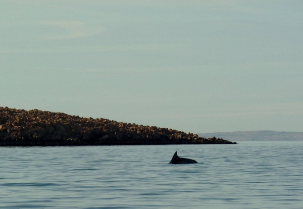 delphin bei der jagd kroatien 2014