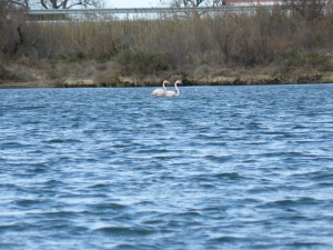 Flamingos Camargue 2012