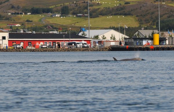 Wal bläst Island 2022