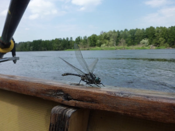 libellenbegleitung bug 2013