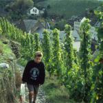 weinberge stevie mosel