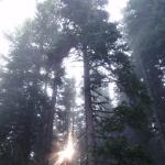 nebel im wald kochofen