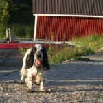 Finnland 2005 - charlie (79)