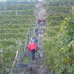 Ruderer im Weinberg NR07