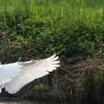 Schwan im Angriff Fulda 09