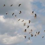 Pelikane im Donaudelta DD10