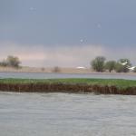 Schwaene im Donaudelta DD10