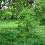 Clubgelaende bei Uebernahme Mai 2010