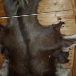 Maedchen mit Baerenfell S11