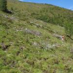 Aufstieg zur Ochsenkarhöhe vom Sattental Loipold 11