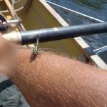 Libelle Havelberg 2012