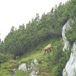 Gemse am Stoderzinken Loipold 2012