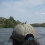 Libelle als Mueckenabwehr Bug 2013