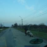 rumaenien landstrasse Donau 13