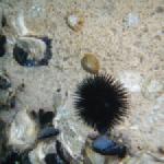 Seeigel und Muscheln Kroatien 2013