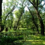 Sumpf so weit das Auge reicht Bug 2013