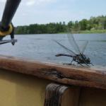 libellenbegleitung bug 2013