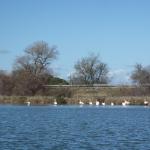 flamingos grande motte 2014 blog