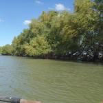 Lagune im delta donau 2014