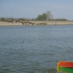 Schafe an der donau 2014