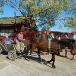 bente auf dem pferdewagen 2014