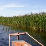 Czarna Hancza im Schilf 2015