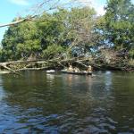 Baum auf der Spree 2015