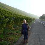 Landienst in den Weinbergen MDK 2015