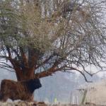 Urzeitrinder in Brandenburg Ketzin Maerz 2016