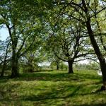 Bieber sind gut zur Natur Warthe 2016