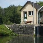 Schleuse mit Ziegenbock Maas 2017