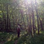 Balkan im Wald 2017