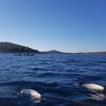 E-Zweier Sibeniker Archipel Kroatien 2018