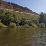 Weinberge am Main 2018