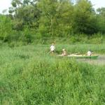 Schilf im Altarm bei Nowogrod P09