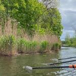 Ruderboote auf dem Rhin 2021