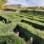 Im Heckenlabyrinth Schönbrunn Donau 2021