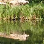 Nutria im Spreewald 2021