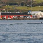 Wal bläst Island 2022