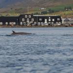 Wale im Fjord Island 2022