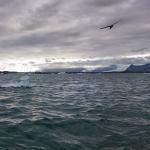 Auf der Eislagune Island 2022