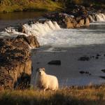 Schaf am Wassefall Island 2022