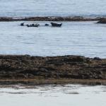 Seerobben an der Südküste Island 2022