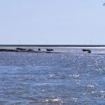 Robben auf der Sandbank Oste Marathon 2023