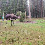 Elche gucken Asnen 2023