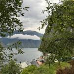 Apfelbäume in Undredal 2024