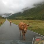 Kuh im Gegenverkehr 2024