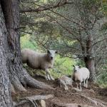 Schafe auf der Alm 2024