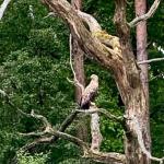 Adller an der Warthe 2024